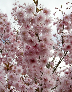 Wiśnia wczesna (Prunus incisa) Oshidori